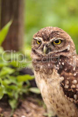 Adult Burrowing owl Athene cunicularia perched outside its burro