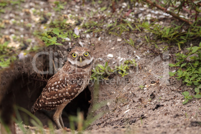 Baby Burrowing owl Athene cunicularia perched outside its burrow