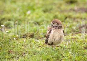 Baby Burrowing owl Athene cunicularia perched outside its burrow