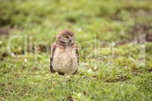 Baby Burrowing owl Athene cunicularia perched outside its burrow