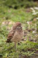 Baby Burrowing owl Athene cunicularia perched outside its burrow