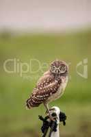 Baby Burrowing owl Athene cunicularia perched outside its burrow