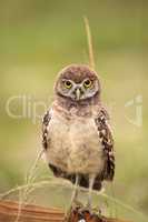 Baby Burrowing owl Athene cunicularia perched outside its burrow