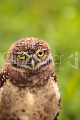 Baby Burrowing owl Athene cunicularia perched outside its burrow