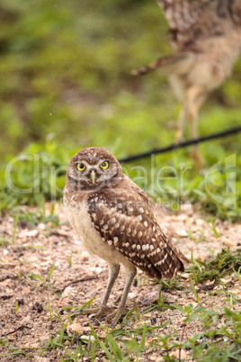 Family with Baby Burrowing owls Athene cunicularia perched outsi