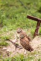 Family with Baby Burrowing owls Athene cunicularia perched outsi