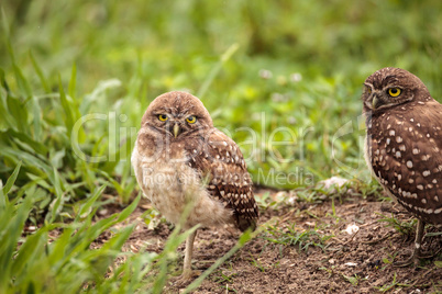 Family with Baby Burrowing owls Athene cunicularia perched outsi