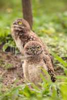 Family with Baby Burrowing owls Athene cunicularia perched outsi