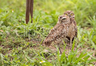 Family with Baby Burrowing owls Athene cunicularia perched outsi