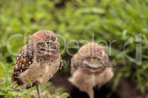 Family with Baby Burrowing owls Athene cunicularia perched outsi