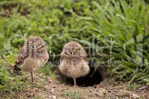 Family with Baby Burrowing owls Athene cunicularia perched outsi