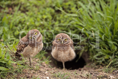 Family with Baby Burrowing owls Athene cunicularia perched outsi