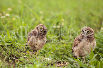 Family with Baby Burrowing owls Athene cunicularia perched outsi