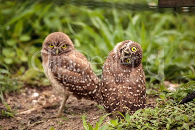 Funny Burrowing owl Athene cunicularia tilts its head outside it