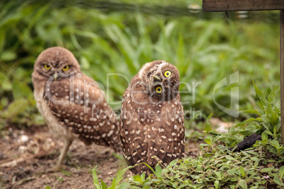 Funny Burrowing owl Athene cunicularia tilts its head outside it