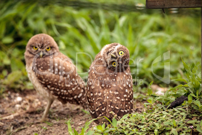 Funny Burrowing owl Athene cunicularia tilts its head outside it