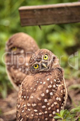 Funny Burrowing owl Athene cunicularia tilts its head outside it