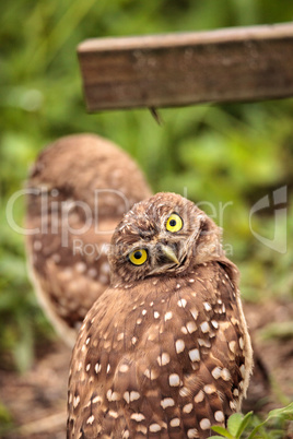 Funny Burrowing owl Athene cunicularia tilts its head outside it