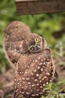 Funny Burrowing owl Athene cunicularia tilts its head outside it