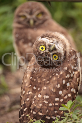 Funny Burrowing owl Athene cunicularia tilts its head outside it