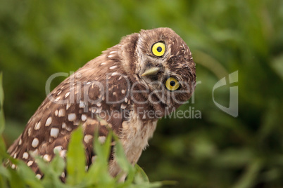 Funny Burrowing owl Athene cunicularia tilts its head outside it