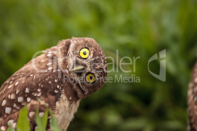 Funny Burrowing owl Athene cunicularia tilts its head outside it