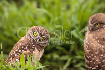 Funny Burrowing owl Athene cunicularia tilts its head outside it