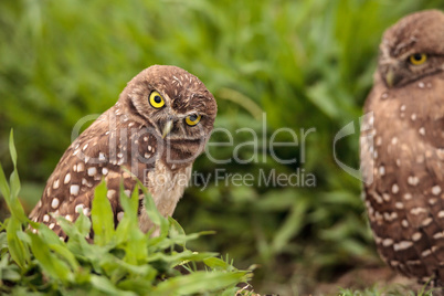 Funny Burrowing owl Athene cunicularia tilts its head outside it