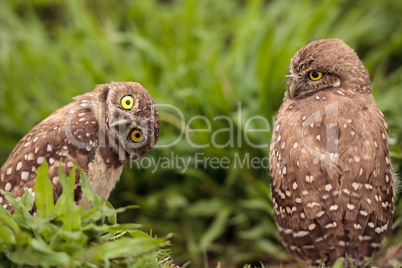 Funny Burrowing owl Athene cunicularia tilts its head outside it