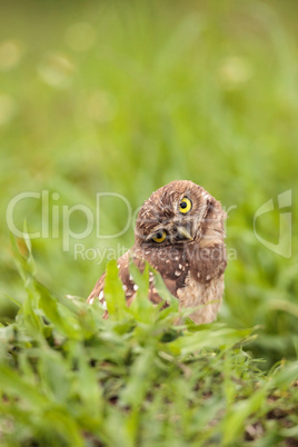 Funny Burrowing owl Athene cunicularia tilts its head outside it