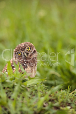 Funny Burrowing owl Athene cunicularia tilts its head outside it