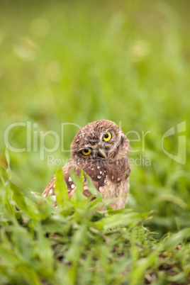 Funny Burrowing owl Athene cunicularia tilts its head outside it