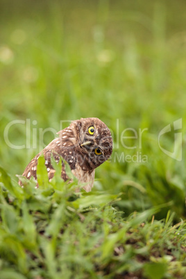 Funny Burrowing owl Athene cunicularia tilts its head outside it