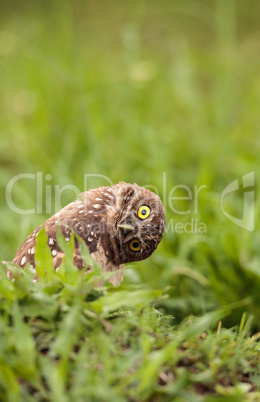 Funny Burrowing owl Athene cunicularia tilts its head outside it