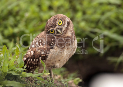 Funny Burrowing owl Athene cunicularia tilts its head outside it