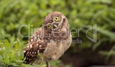 Funny Burrowing owl Athene cunicularia tilts its head outside it