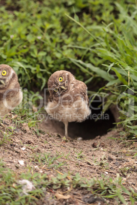 Funny Burrowing owl Athene cunicularia tilts its head outside it