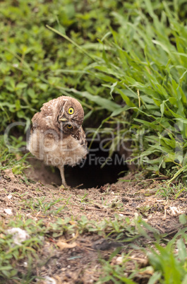 Funny Burrowing owl Athene cunicularia tilts its head outside it