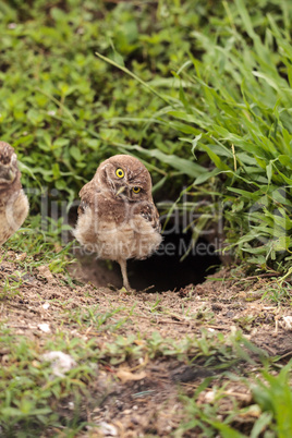 Funny Burrowing owl Athene cunicularia tilts its head outside it