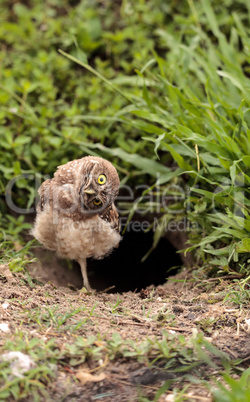 Funny Burrowing owl Athene cunicularia tilts its head outside it