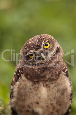 Funny Burrowing owl Athene cunicularia tilts its head outside it