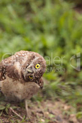 Funny Burrowing owl Athene cunicularia tilts its head outside it