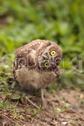 Funny Burrowing owl Athene cunicularia tilts its head outside it