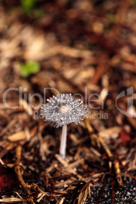 Ivory bonnet  mushroom Mycena flavoalba grows wild