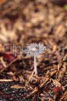 Ivory bonnet  mushroom Mycena flavoalba grows wild