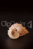 Precious wentletrap Epitonium scalare seashell