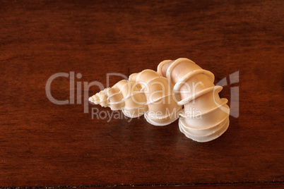 Precious wentletrap Epitonium scalare seashell