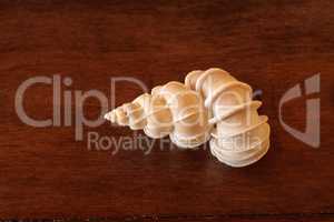 Precious wentletrap Epitonium scalare seashell