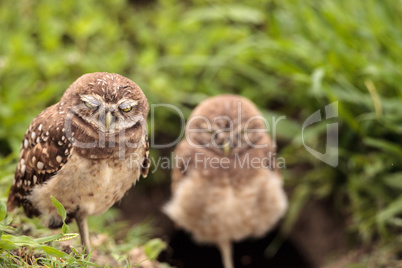 Sleepy Adult Burrowing owl Athene cunicularia perched outside it