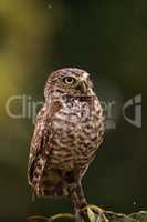 On a small tree, an Adult Burrowing owl Athene cunicularia perch